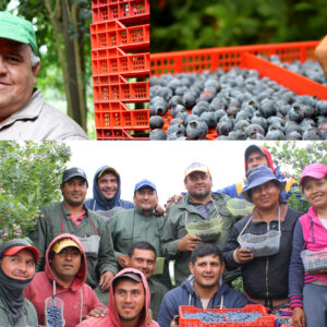 Arándanos Argentinos con sabor social Arándanos Argentinos con sabor social